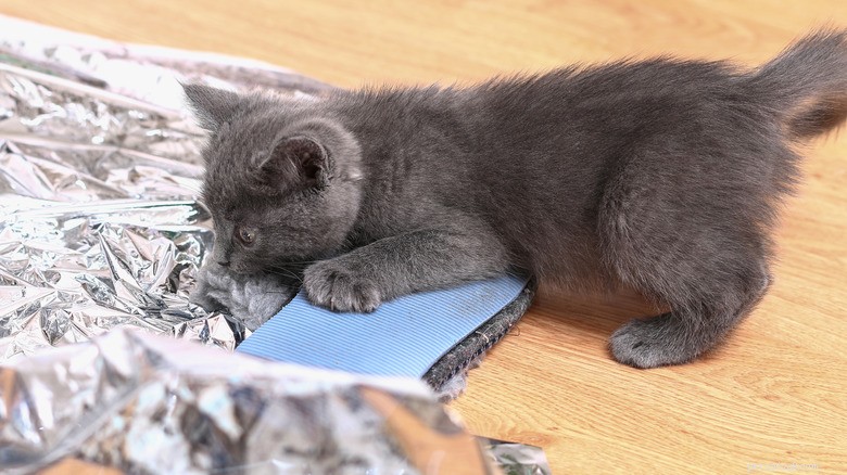The Science Behind Cats  Aversion to Aluminum Foil