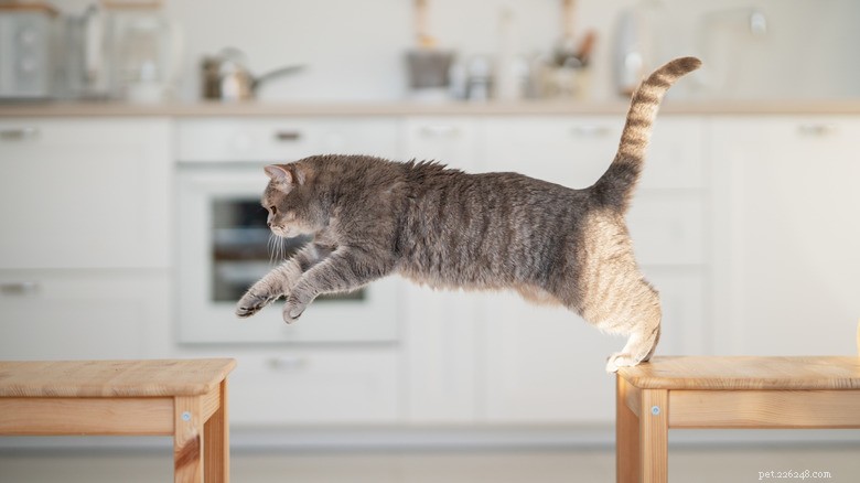 The Science Behind Cats  Aversion to Aluminum Foil