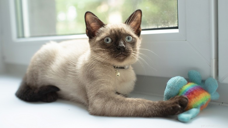 Siamese Cats: The Ideal Fetch‑Playing Companion for Dog Lovers
