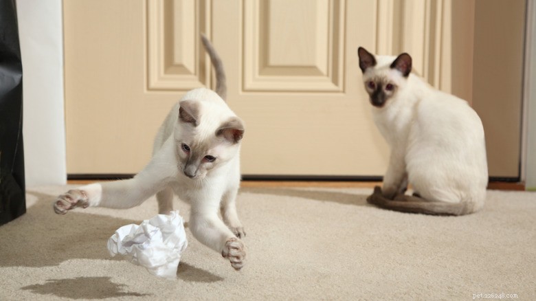 Siamese Cats: The Ideal Fetch‑Playing Companion for Dog Lovers