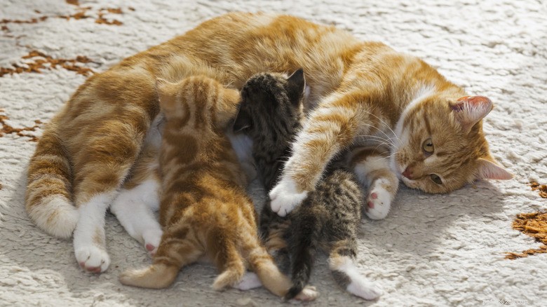 13 Reasons Cats Eat Poop: Why It Happens & How to Stop It