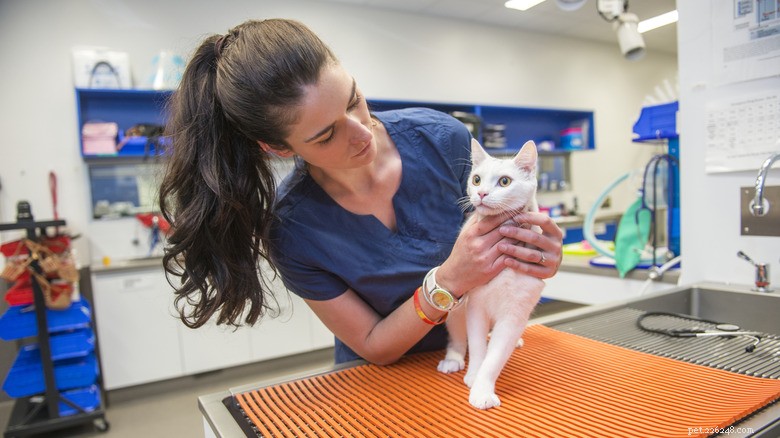 13 Reasons Cats Eat Poop: Why It Happens & How to Stop It