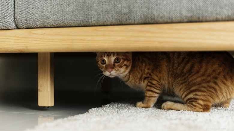 13 Reasons Cats Eat Poop: Why It Happens & How to Stop It