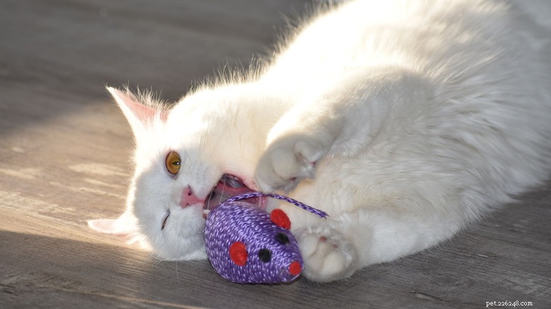 13 Reasons Cats Eat Poop: Why It Happens & How to Stop It