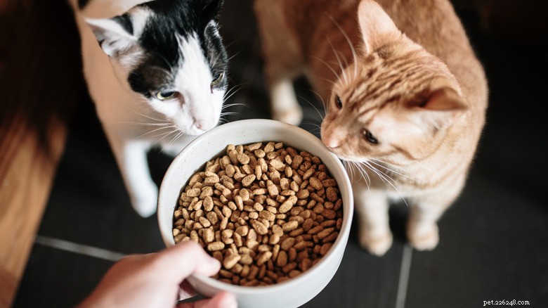 13 Reasons Cats Eat Poop: Why It Happens & How to Stop It