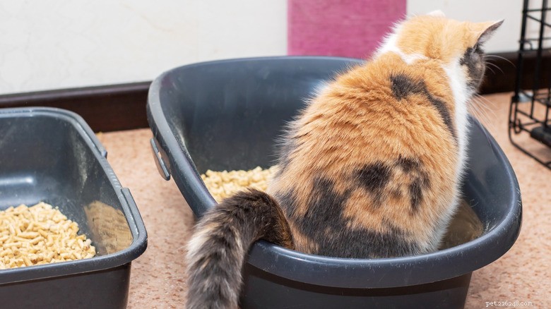 13 Reasons Cats Eat Poop: Why It Happens & How to Stop It