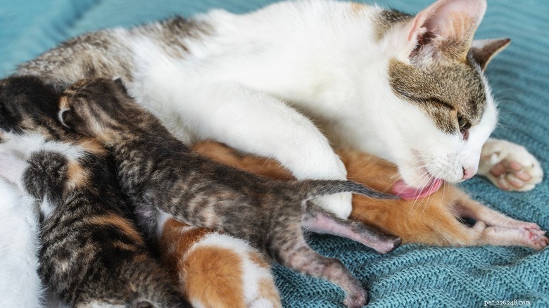 13 Reasons Cats Eat Poop: Why It Happens & How to Stop It