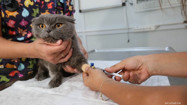 13 Reasons Cats Eat Poop: Why It Happens & How to Stop It
