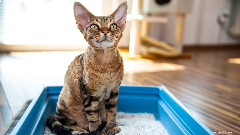 13 Common Actions That Hurt Your Cat—and How to Protect Them