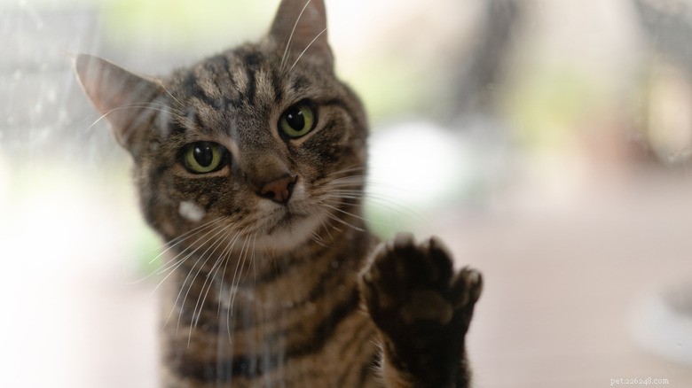 13 Common Actions That Hurt Your Cat—and How to Protect Them