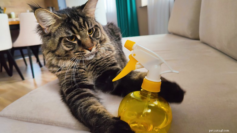 13 Common Actions That Hurt Your Cat—and How to Protect Them