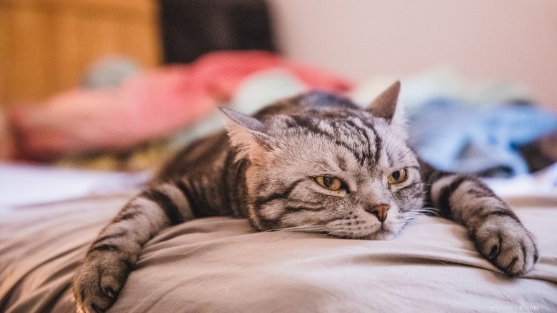 13 Common Actions That Hurt Your Cat—and How to Protect Them