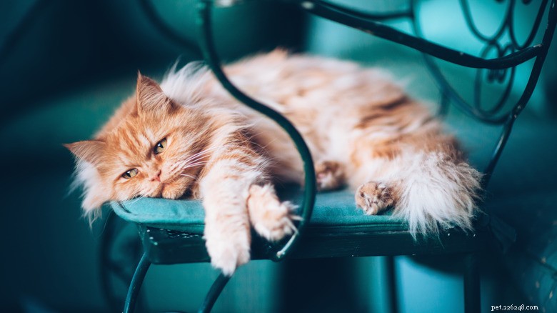 13 Common Actions That Hurt Your Cat—and How to Protect Them