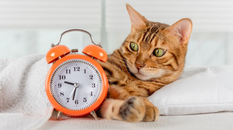 13 Common Actions That Hurt Your Cat—and How to Protect Them