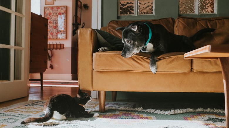 13 Common Actions That Hurt Your Cat—and How to Protect Them