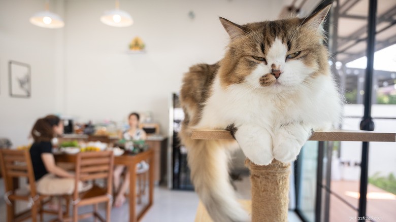 13 Common Actions That Hurt Your Cat—and How to Protect Them