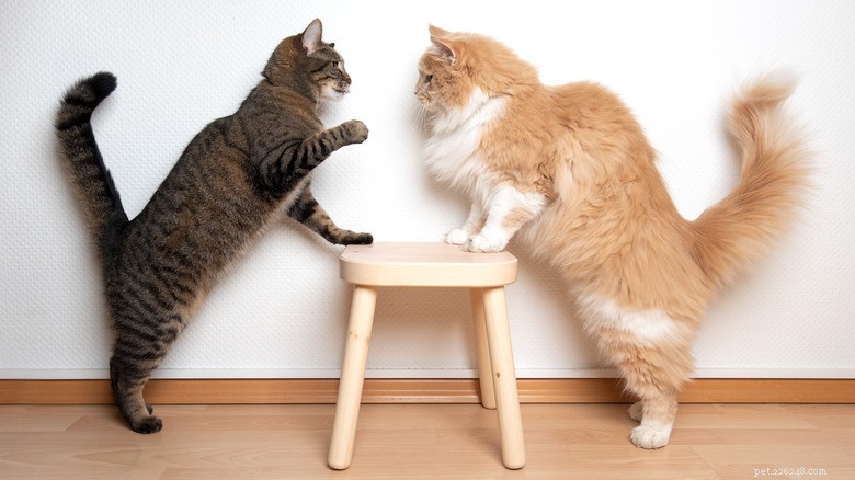 How to Safely Disrupt a Cat Fight at Home: A Practical Guide for Cat Owners
