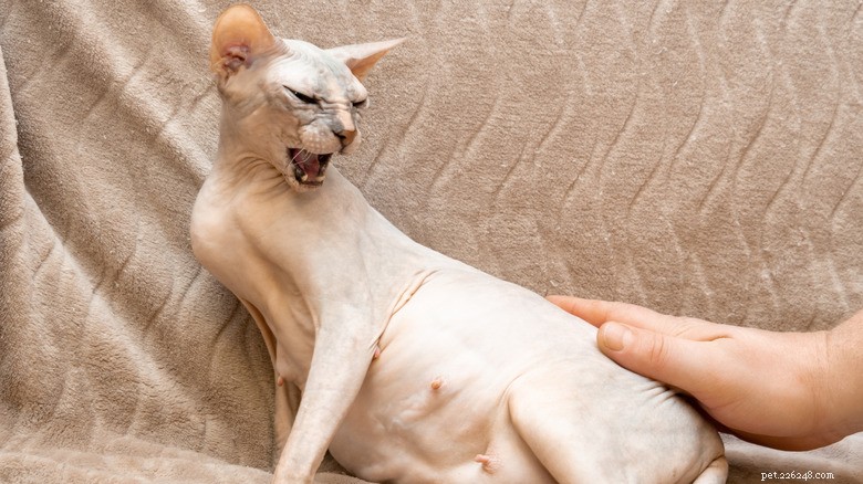 Understanding Your Cat’s Flattened Ears: Signs of Stress and How to Help