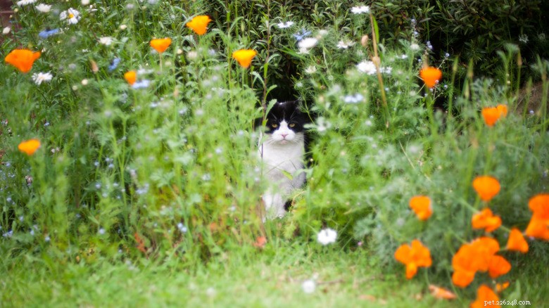 Can Growing Rosemary Safely Keep Cats Away From Your Garden? Expert Insights