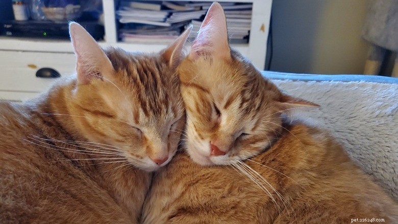 17 Adorable Cats Catching Zzzs: A Cuddly Sleep Collection