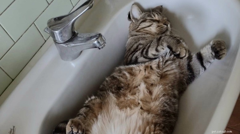 17 Adorable Cats Catching Zzzs: A Cuddly Sleep Collection