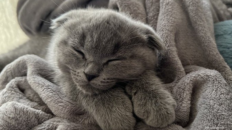 17 Adorable Cats Catching Zzzs: A Cuddly Sleep Collection