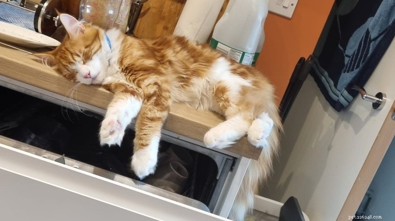 17 Adorable Cats Catching Zzzs: A Cuddly Sleep Collection