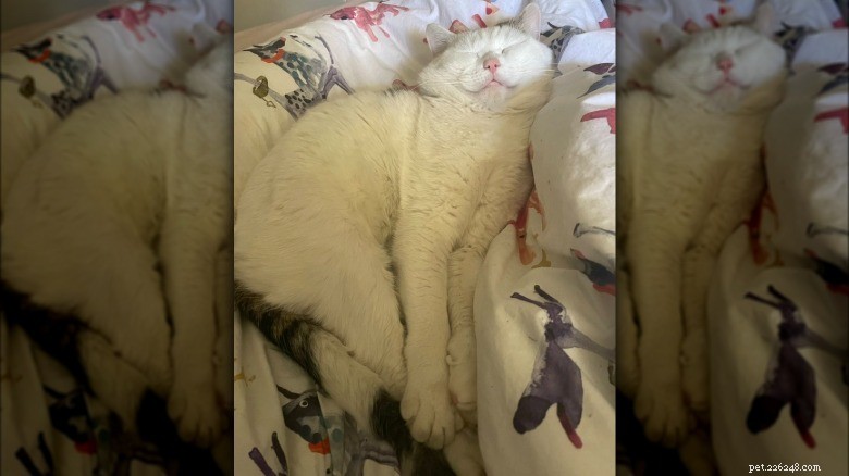 17 Adorable Cats Catching Zzzs: A Cuddly Sleep Collection