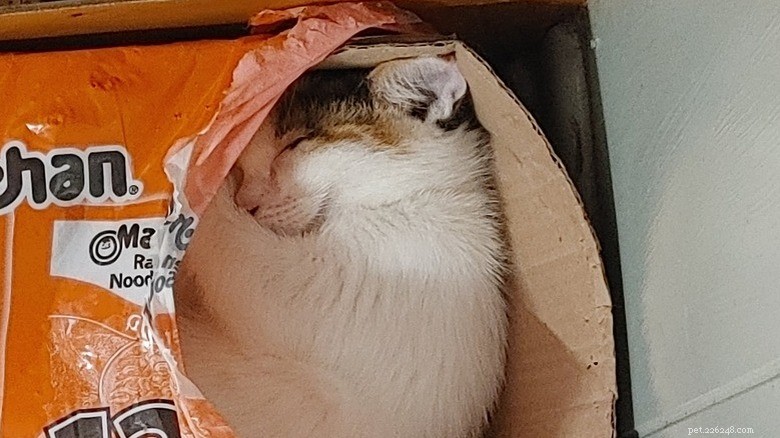 17 Adorable Cats Catching Zzzs: A Cuddly Sleep Collection