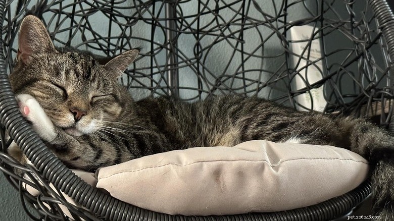17 Adorable Cats Catching Zzzs: A Cuddly Sleep Collection