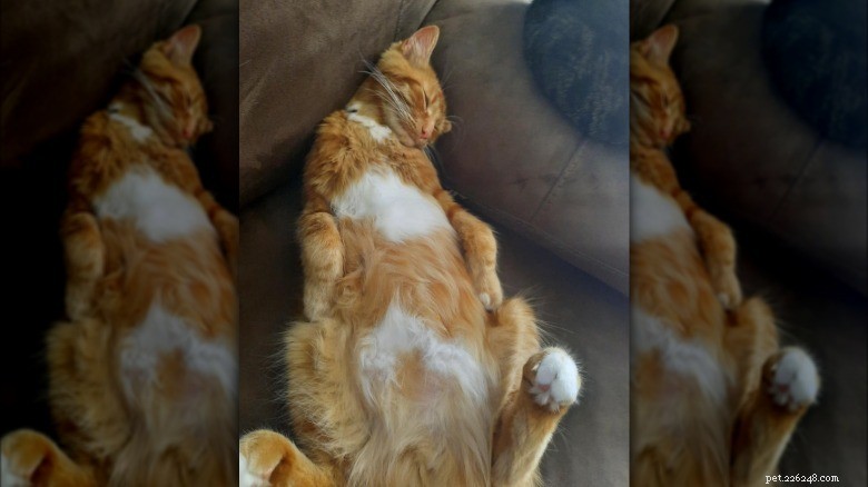 17 Adorable Cats Catching Zzzs: A Cuddly Sleep Collection