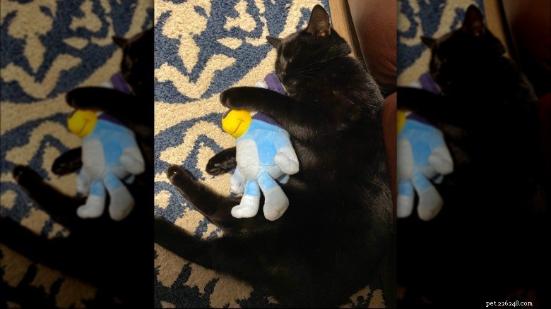 17 Adorable Cats Catching Zzzs: A Cuddly Sleep Collection