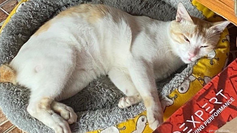 17 Adorable Cats Catching Zzzs: A Cuddly Sleep Collection