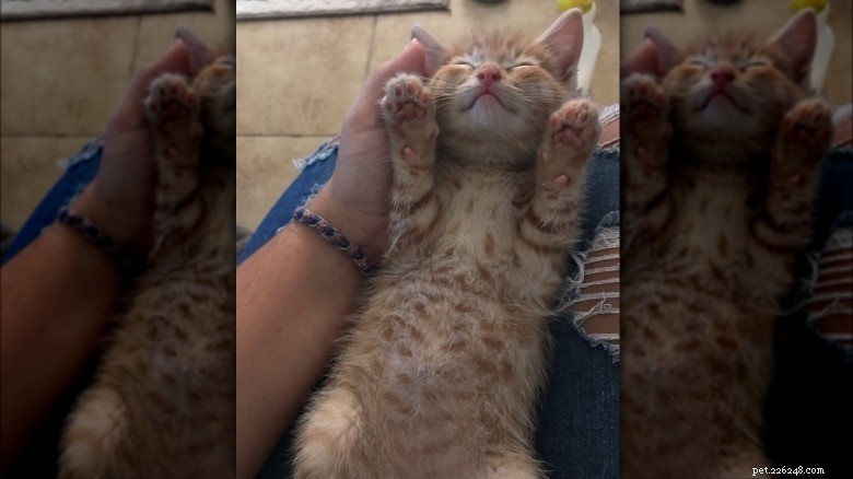 17 Adorable Cats Catching Zzzs: A Cuddly Sleep Collection