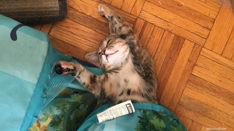 17 Adorable Cats Catching Zzzs: A Cuddly Sleep Collection