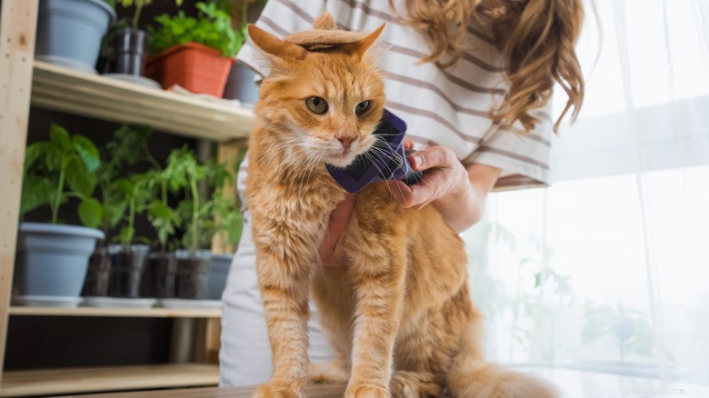 Orange Cat’s Spring Shave Turns Him Into a Playful Little Lion