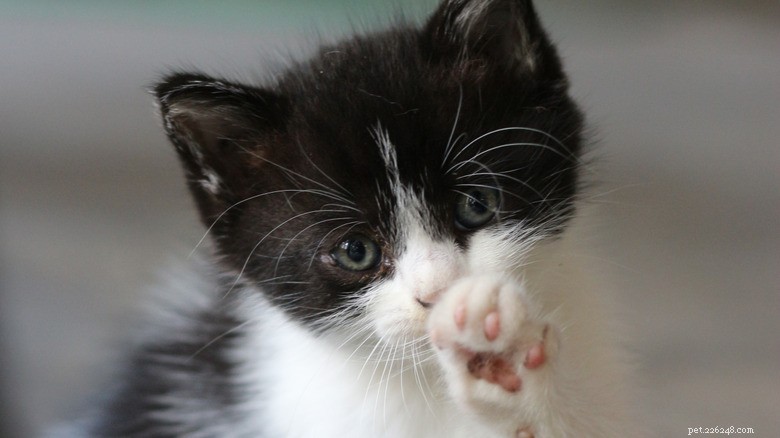 Discover Sweet Pink Cat Toe Beans: Soft, Cute, and Charming