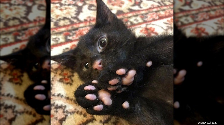 Discover Sweet Pink Cat Toe Beans: Soft, Cute, and Charming
