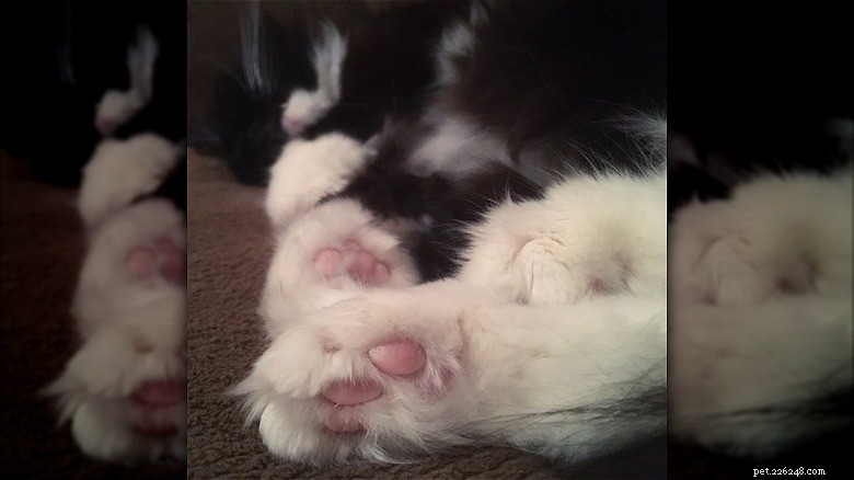 Discover Sweet Pink Cat Toe Beans: Soft, Cute, and Charming