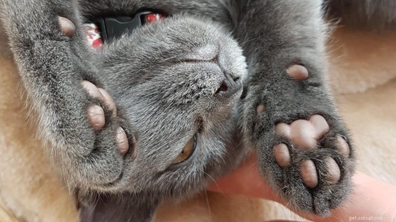 Discover Sweet Pink Cat Toe Beans: Soft, Cute, and Charming