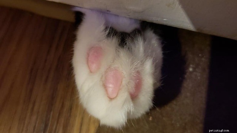 Discover Sweet Pink Cat Toe Beans: Soft, Cute, and Charming