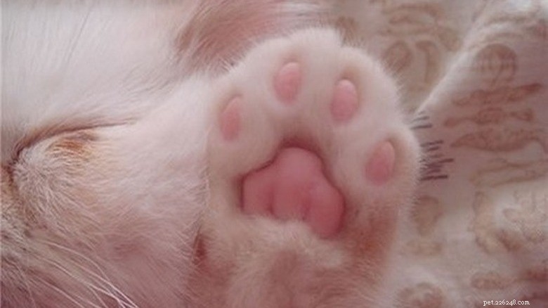 Discover Sweet Pink Cat Toe Beans: Soft, Cute, and Charming