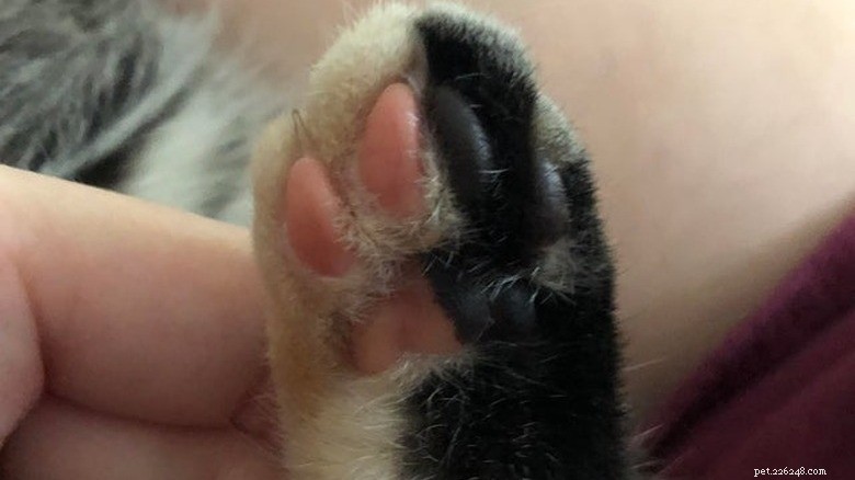 Discover Sweet Pink Cat Toe Beans: Soft, Cute, and Charming