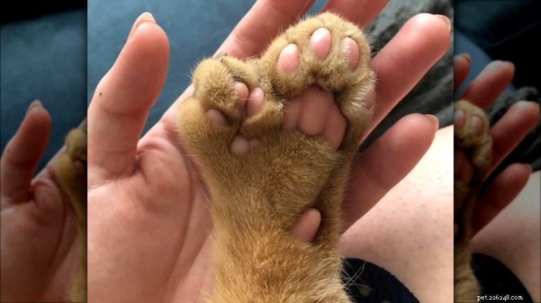 Discover Sweet Pink Cat Toe Beans: Soft, Cute, and Charming