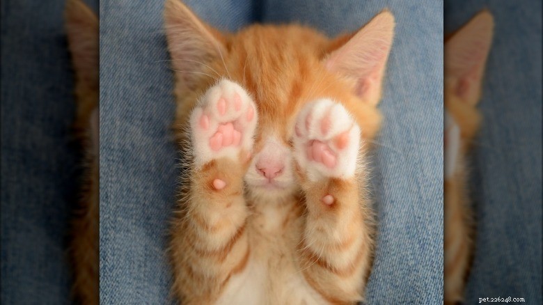 Discover Sweet Pink Cat Toe Beans: Soft, Cute, and Charming