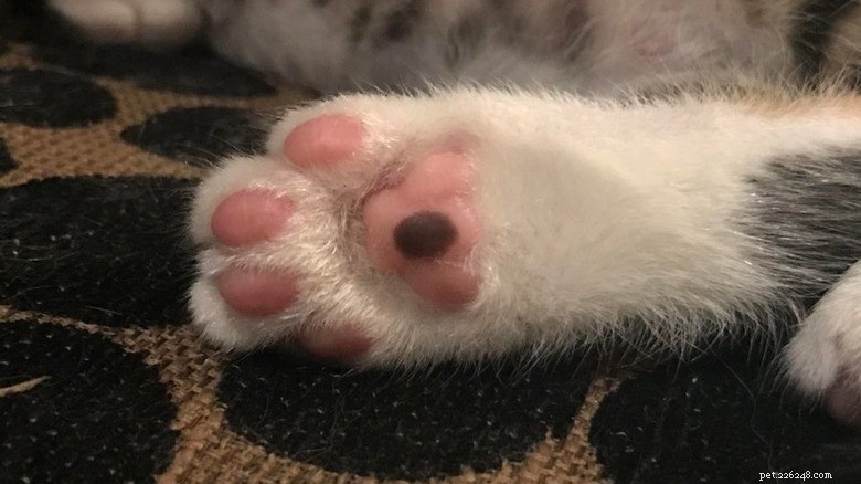 Discover Sweet Pink Cat Toe Beans: Soft, Cute, and Charming
