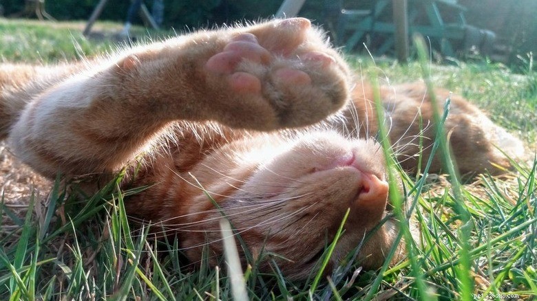 Discover Sweet Pink Cat Toe Beans: Soft, Cute, and Charming