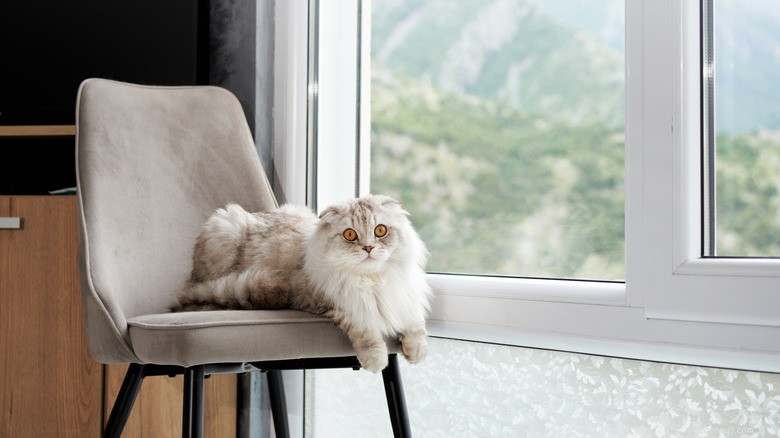Elegant Maine Coon-Scottish Fold Kitten Stuns in Viral TikTok Video