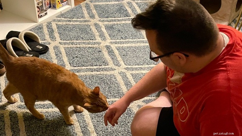 16 Cat Owner Dilemmas You’ll Never Want to Hear About