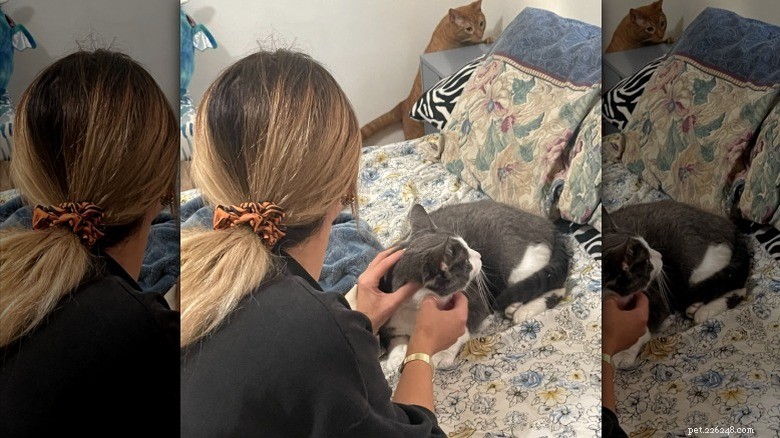 16 Cat Owner Dilemmas You’ll Never Want to Hear About